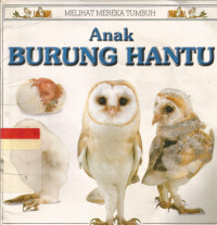 Anak burung hantu
